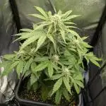 Mango Runtz Mephisto Autopot Tiny Tent