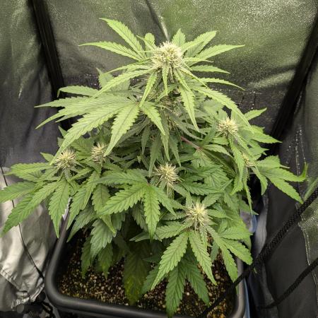 Mango Runtz Mephisto Autopot Tiny Tent
