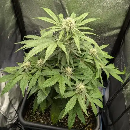 Mango Runtz Mephisto Autopot Tiny Tent
