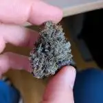 Mango Runtz Mephisto Autopot Tiny Tent