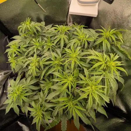 Orange Sherbet Auto FB small tent grow