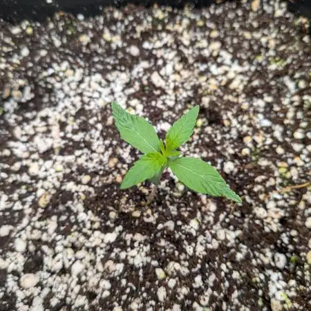Mango Runtz Mephisto Autopot Tiny Tent