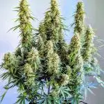 Orange Sherbet Auto FB small tent grow