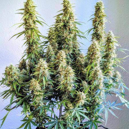 Orange Sherbet Auto FB small tent grow