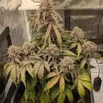 Mango Runtz Mephisto Autopot Tiny Tent