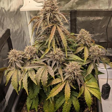 Mango Runtz Mephisto Autopot Tiny Tent