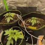 Diary_Tangie_Oreos_Gelato