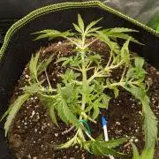 Diary_Tangie_Oreos_Gelato