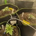 Diary_Tangie_Oreos_Gelato