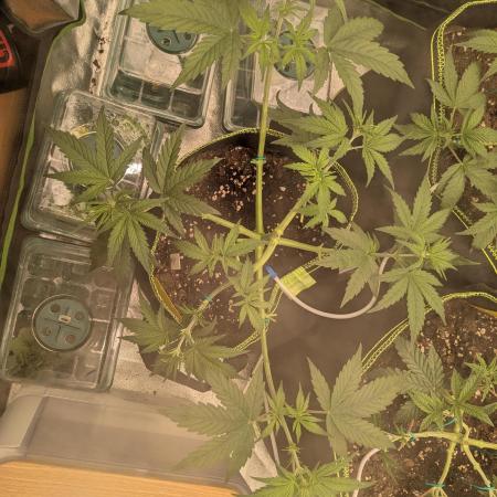 Diary_Tangie_Oreos_Gelato