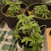 Diary_Tangie_Oreos_Gelato