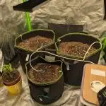 Diary_Tangie_Oreos_Gelato