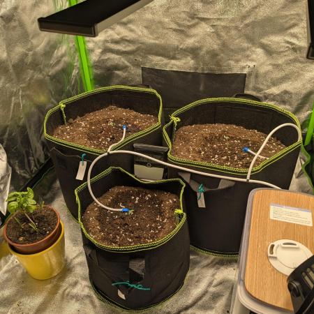 Diary_Tangie_Oreos_Gelato