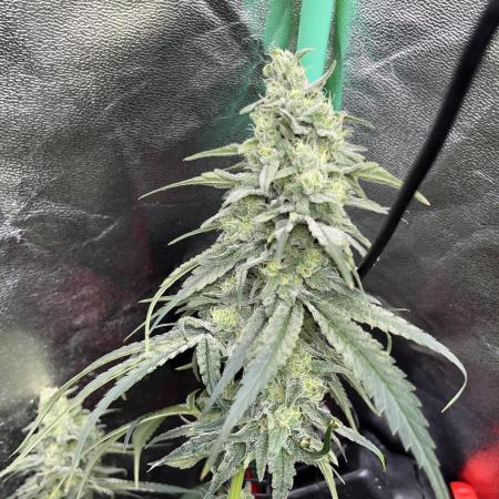 3x XL Autopot