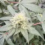 Kosher Cookies
