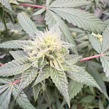 Kosher Cookies