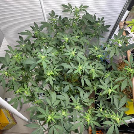 Kosher Cookies