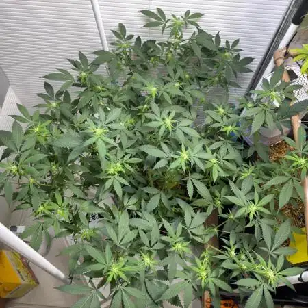 Kosher Cookies