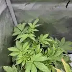 Cookie Casket by Barney's Farm