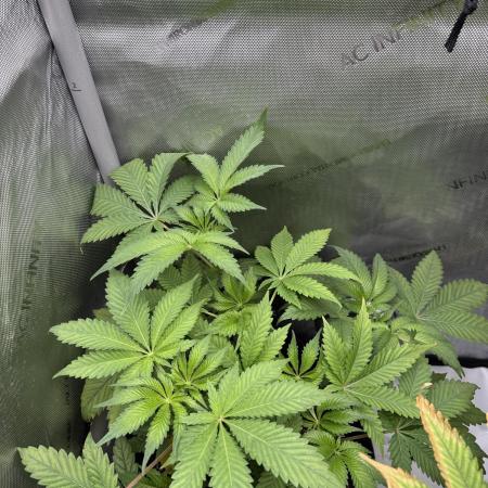 Cookie Casket by Barney's Farm