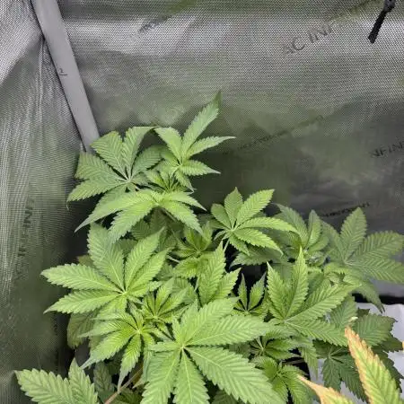Cookie Casket by Barney's Farm