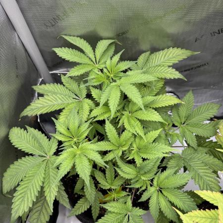 Cookie Casket by Barney's Farm