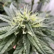 Jelly Donutz by Humboldt Seed Co.