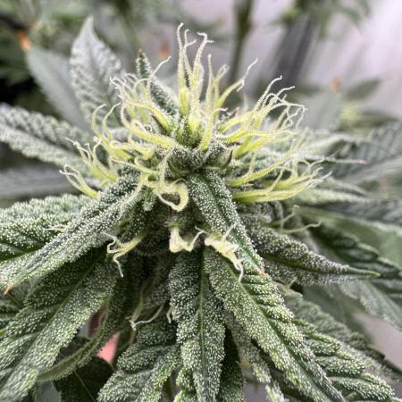 Jelly Donutz by Humboldt Seed Co.