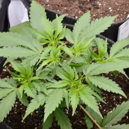 Iced Up Cherries by Square One Genetics