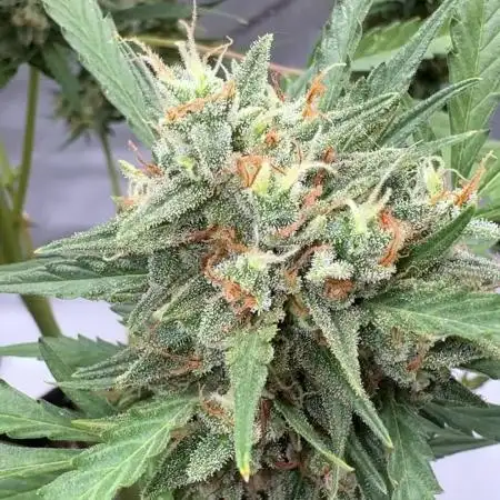 Apple Strudel (AUTO) Outdoor
