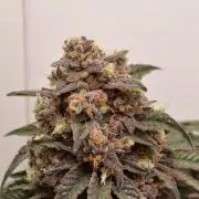 High Society by Compound Genetics