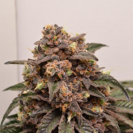 High Society by Compound Genetics