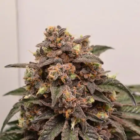 High Society by Compound Genetics