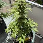 Z x Sherbanger (AUTO) Outdoor