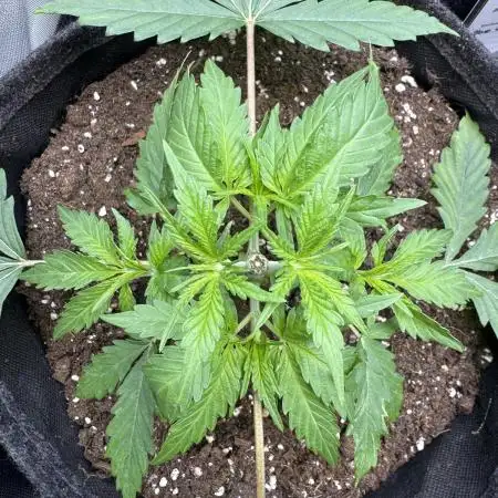 Iced Up Cherries by Square One Genetics