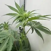 Jelly Donutz by Humboldt Seed Co.