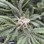 Iced Up Cherries by Square One Genetics