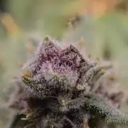 Cookie Casket by Barney's Farm