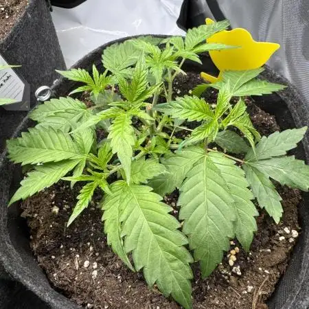 Cookie Casket by Barney's Farm