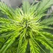 Puff Pastry by Humboldt Seed Co.