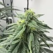 Puff Pastry by Humboldt Seed Co.