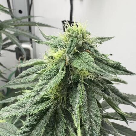Puff Pastry by Humboldt Seed Co.