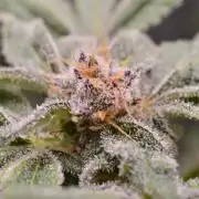 Iced Up Cherries by Square One Genetics