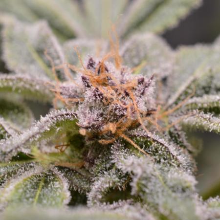 Iced Up Cherries by Square One Genetics