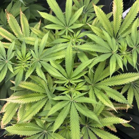 Iced Up Cherries by Square One Genetics