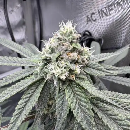 Sour ZODA from Umami Seed Co. - First photoperiodic grow