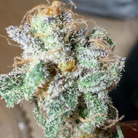 Iced Up Cherries by Square One Genetics