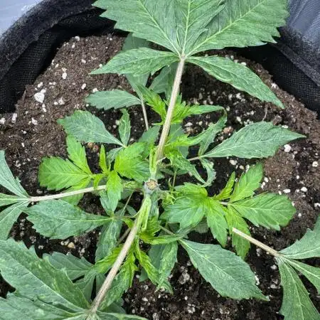 Cookie Casket by Barney's Farm