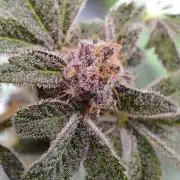 Iced Up Cherries by Square One Genetics