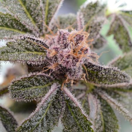 Iced Up Cherries by Square One Genetics